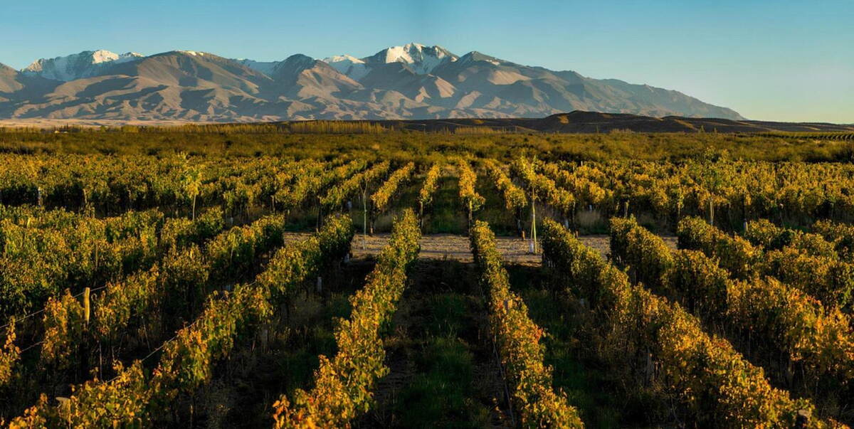 The vineyards of the Uco Valley beneath the Andes — the A&A Luxury Travels collection