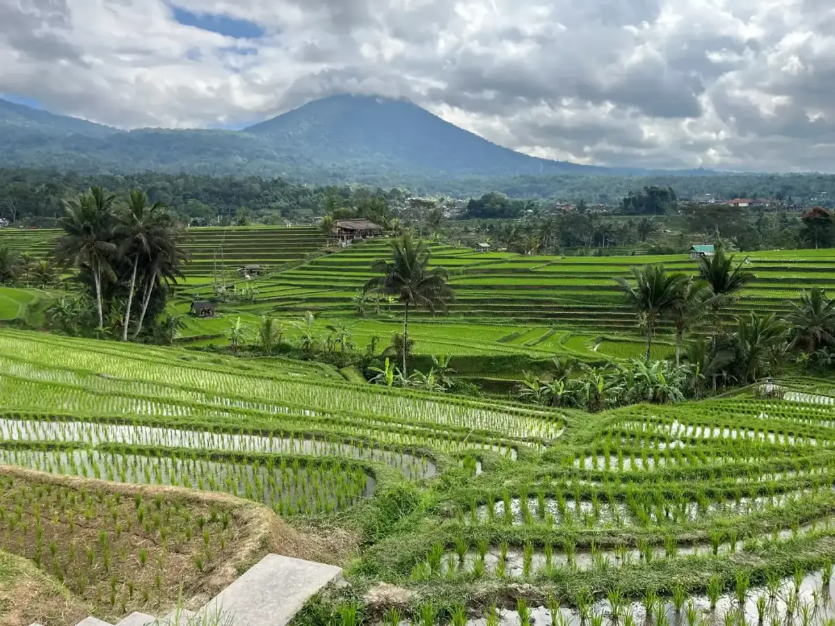 The tropical nature and rice terraces of Bali — the best places to visit